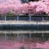 運河と桜