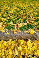 歩道に積もるイチョウの葉