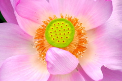 ハスの花びら