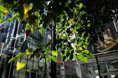 朝日透ける街路樹
