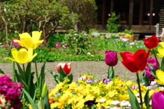 庭のチューリップ