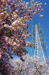 鉄塔と桜