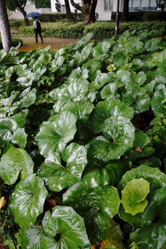 梅雨