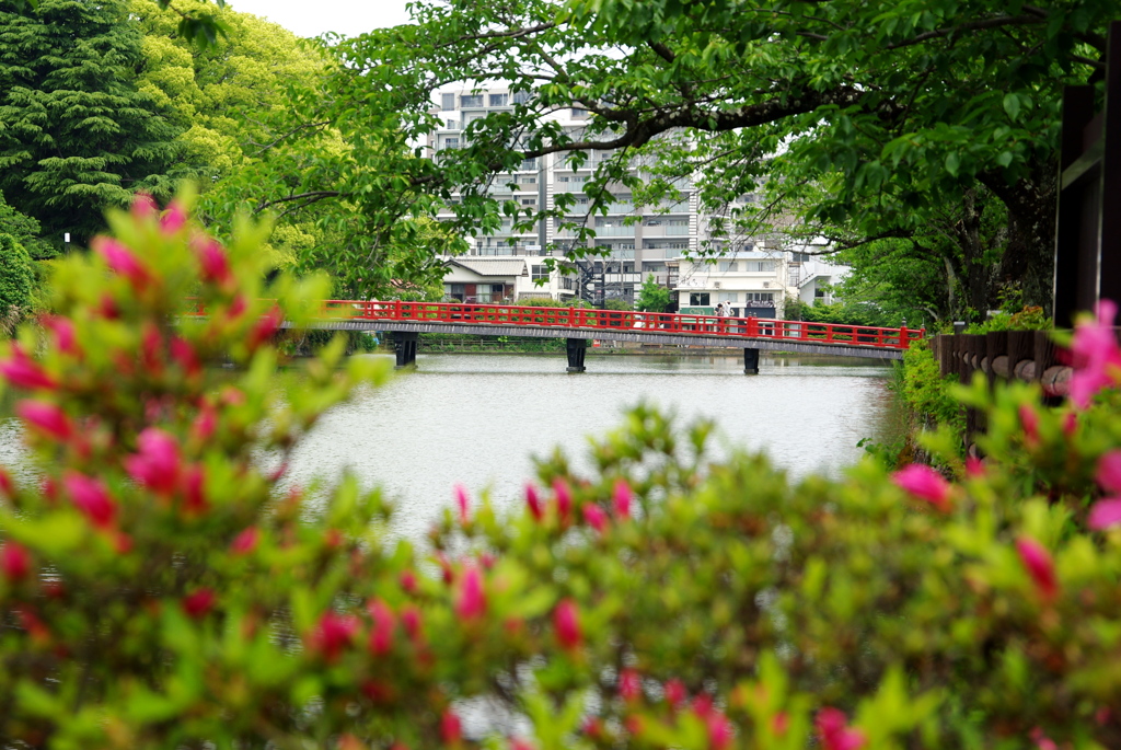 学橋