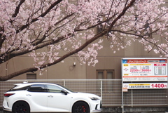 駐車場の桜