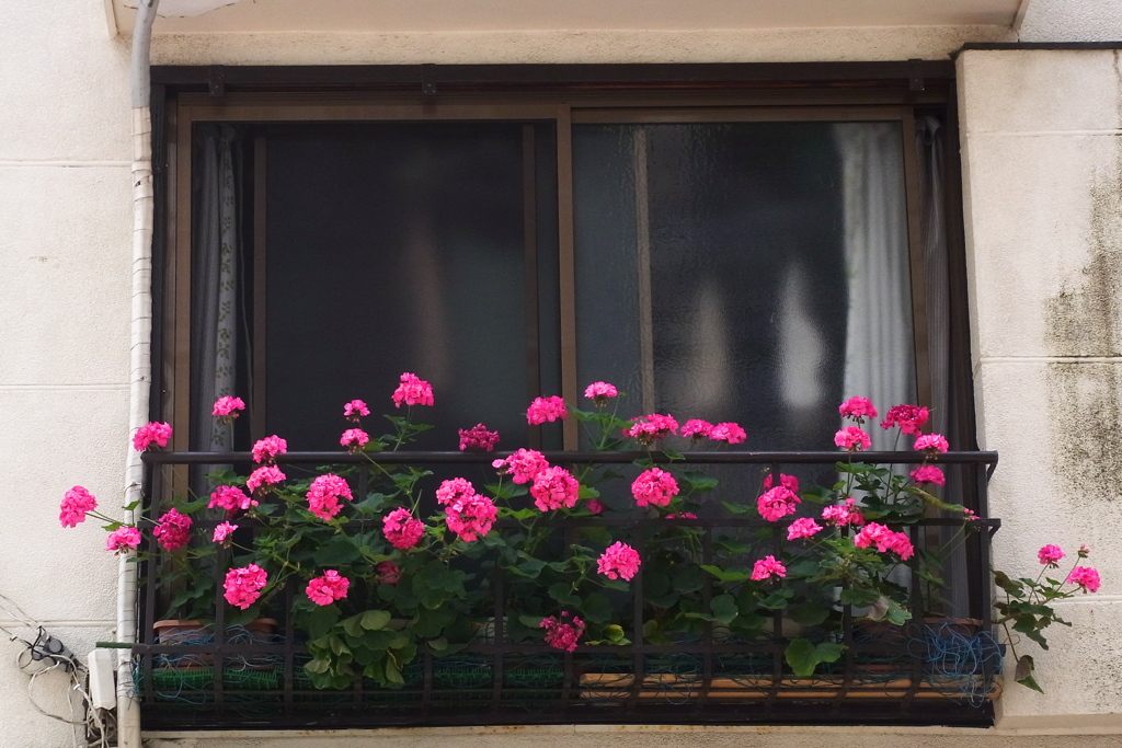 手すりの花