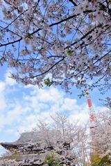 増上寺の桜