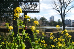公園の菜花