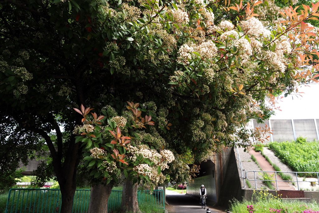 サイクリングロード