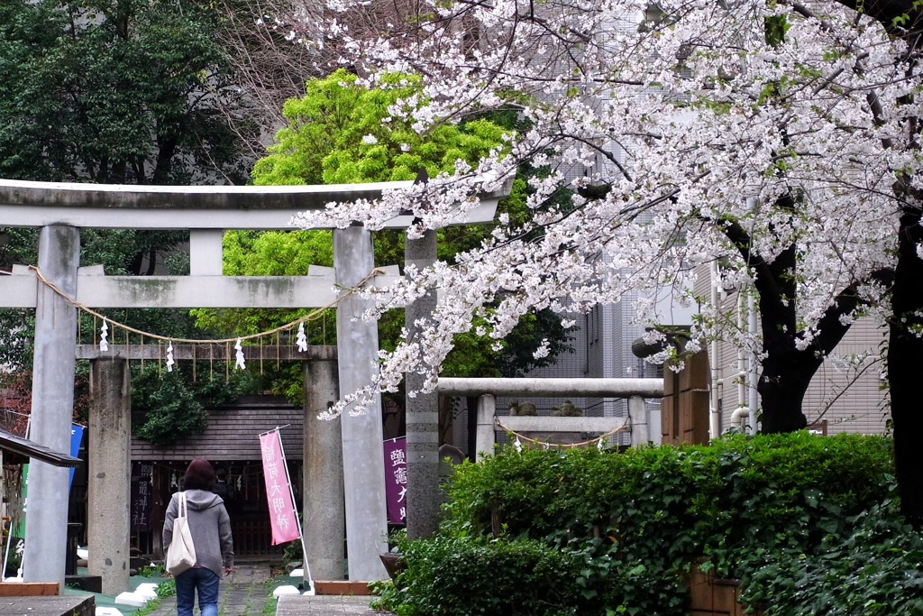 鹽竈神社の桜