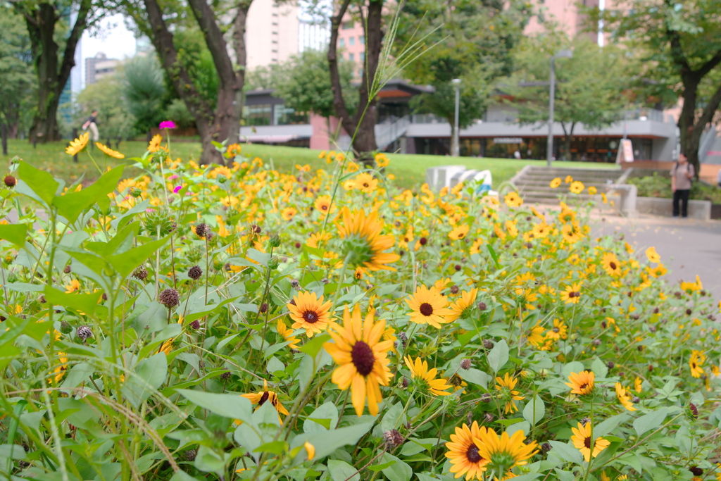 新宿中央公園芝生広場