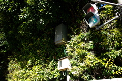 葉っぱに覆われたBOXと信号機