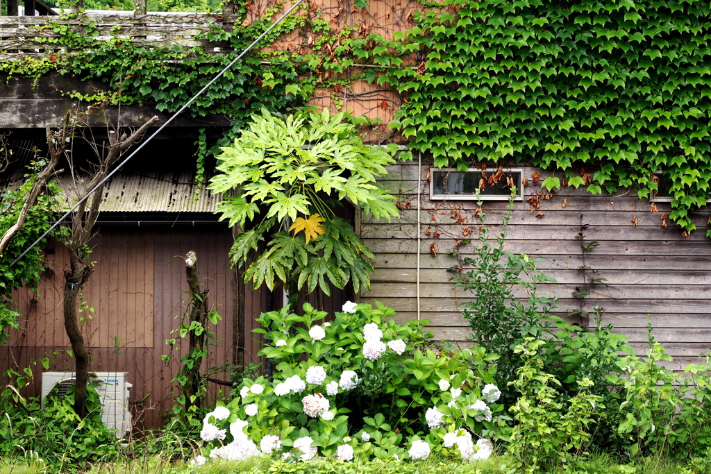 店の裏手のアジサイ