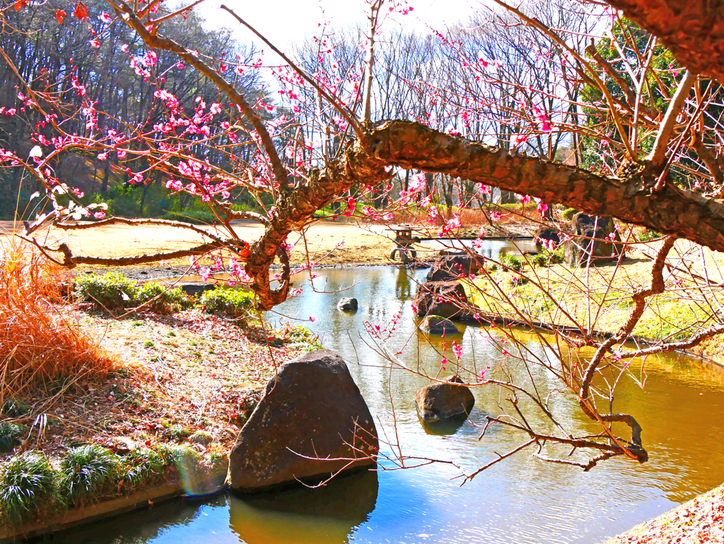 日本庭園の紅梅