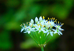 ニラの花