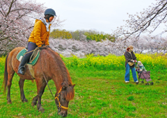 桜咲く丘