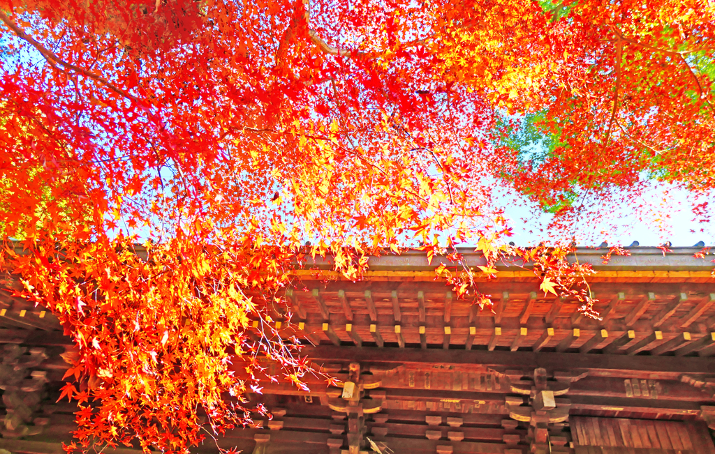 紅葉あかり