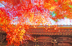 紅葉あかり