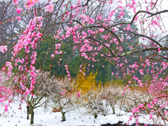 春の雪