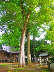 夫婦円満の木
