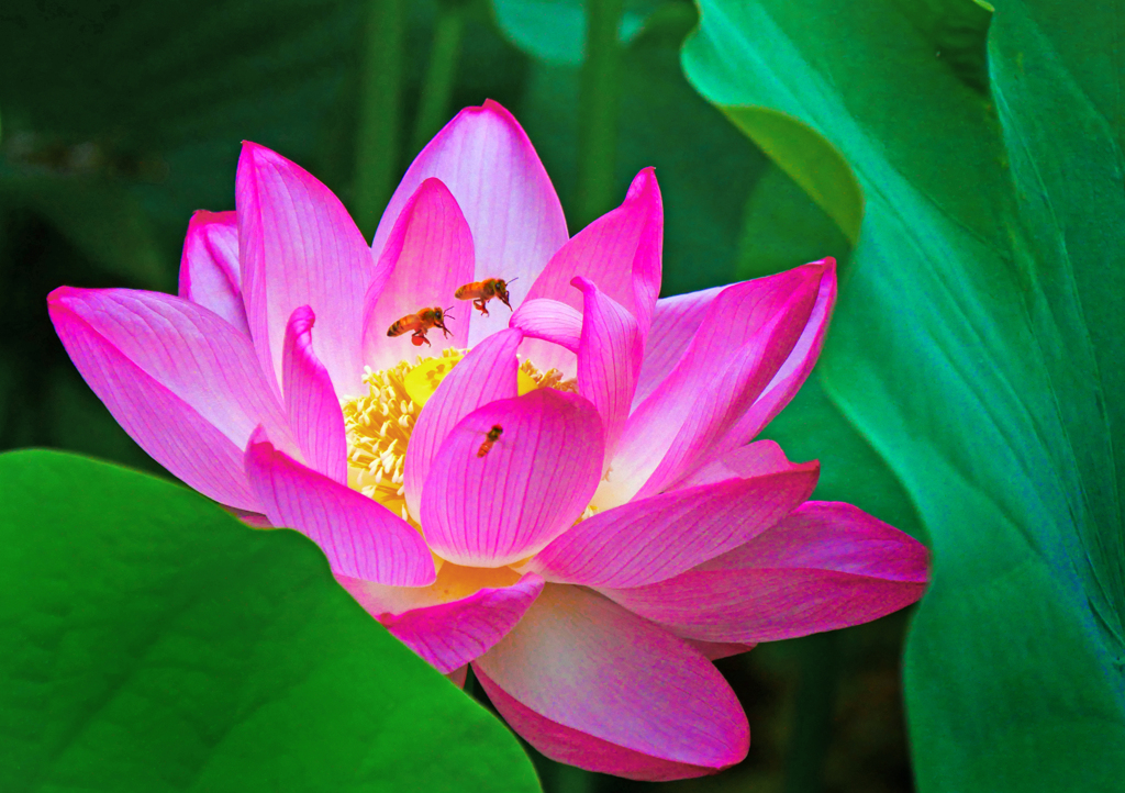 朝の花蓮
