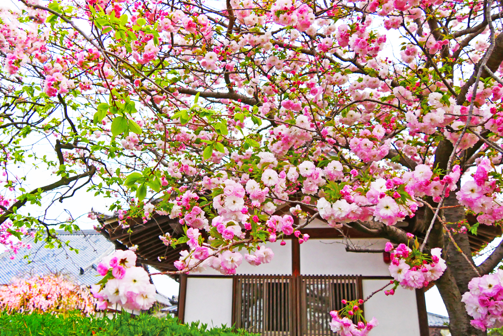 八重桜