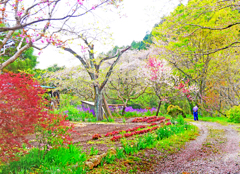 山里の春