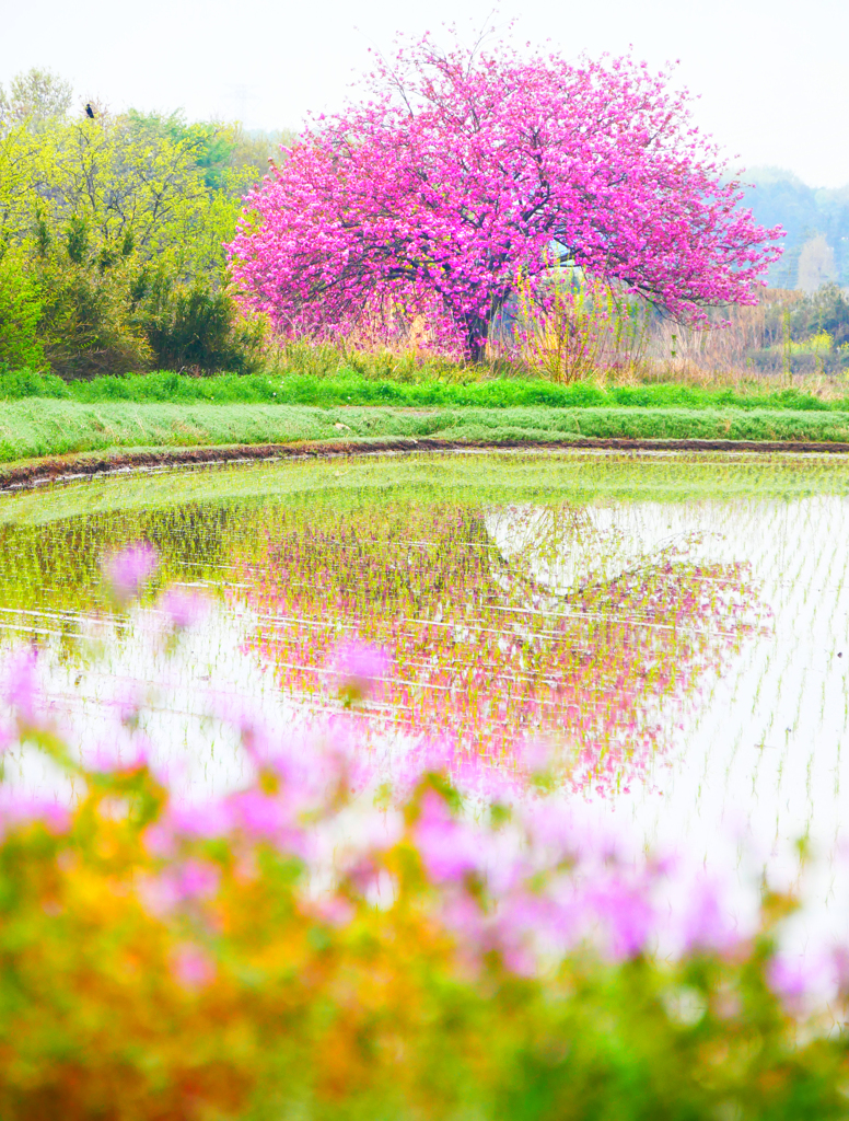 一本桜