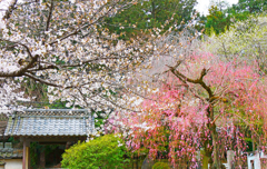 境内の春