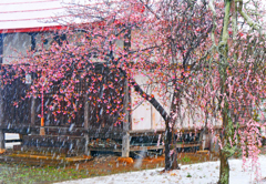 春の雪