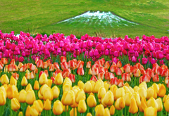 チューリップと富士山