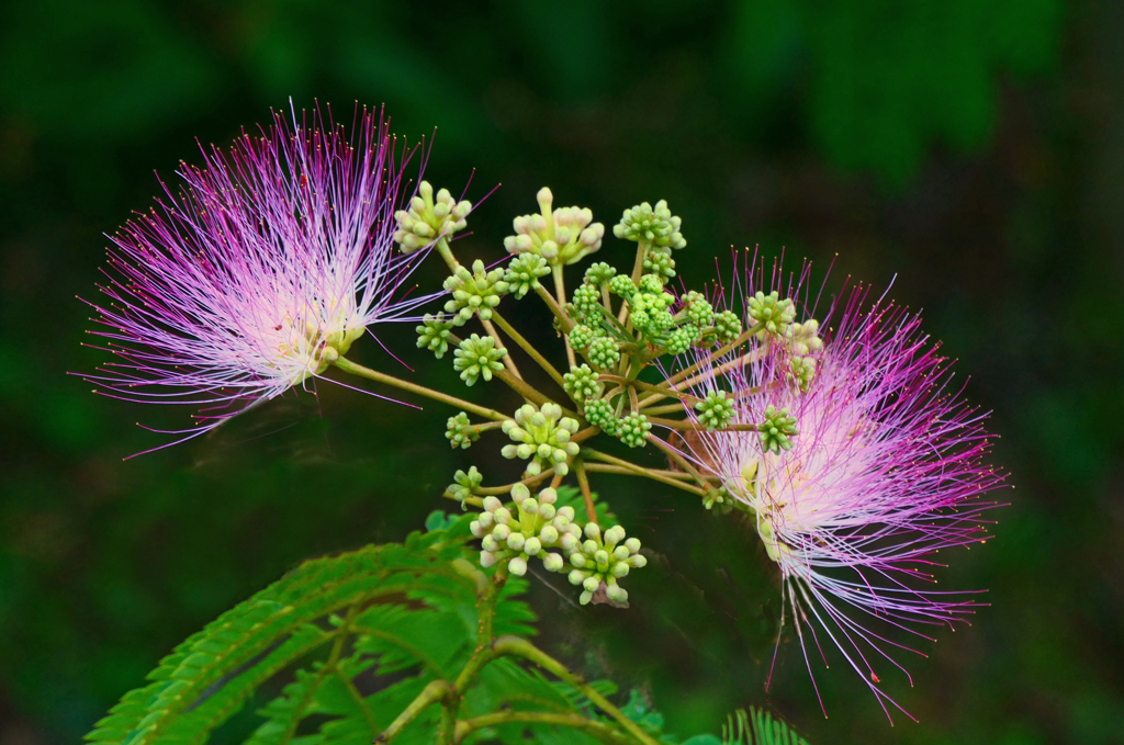 合歓の花