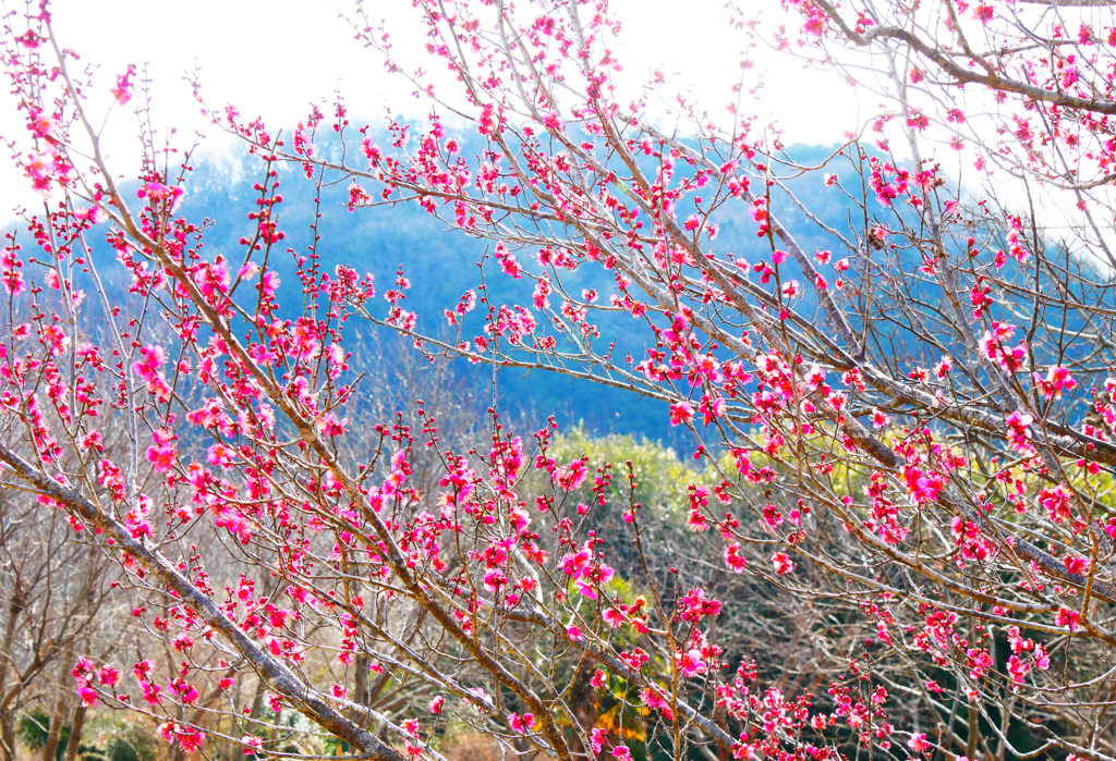 もう春ですね！