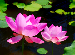 仲良く開花