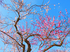 梅便り・春日野