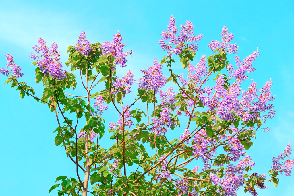桐の花