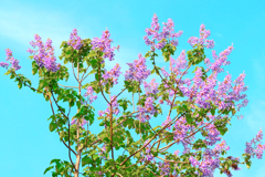 桐の花