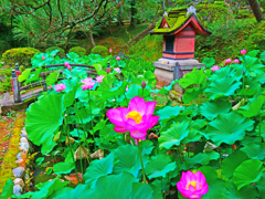小さな蓮池
