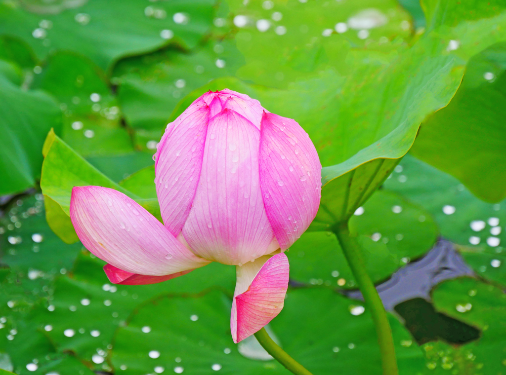 明日は咲くかな