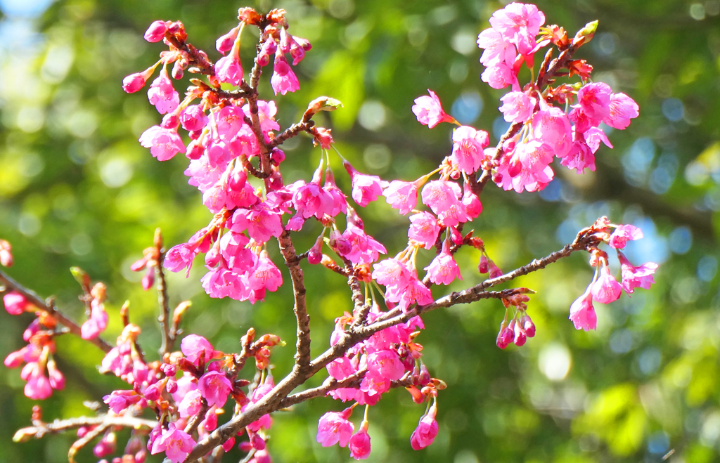 寒緋桜
