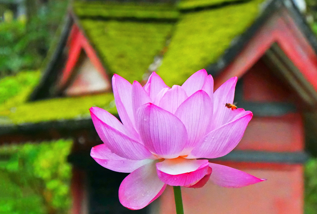 蓮の朝