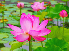 古代蓮が咲いた