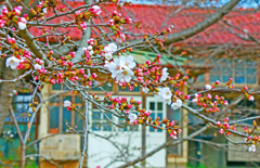 分校の桜が咲いた