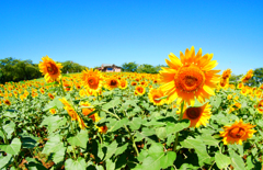 向日葵の咲く丘