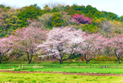 山辺の春