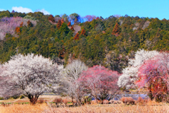 山里の春