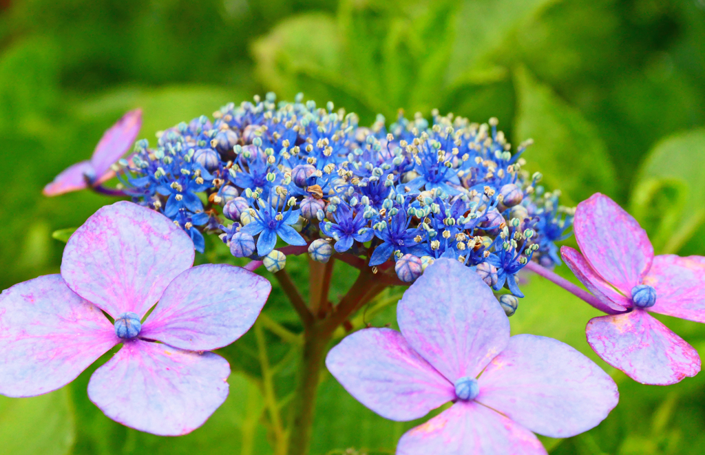梅雨の花