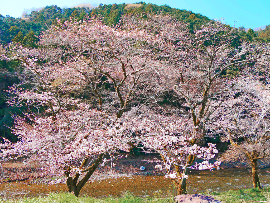 川辺の春