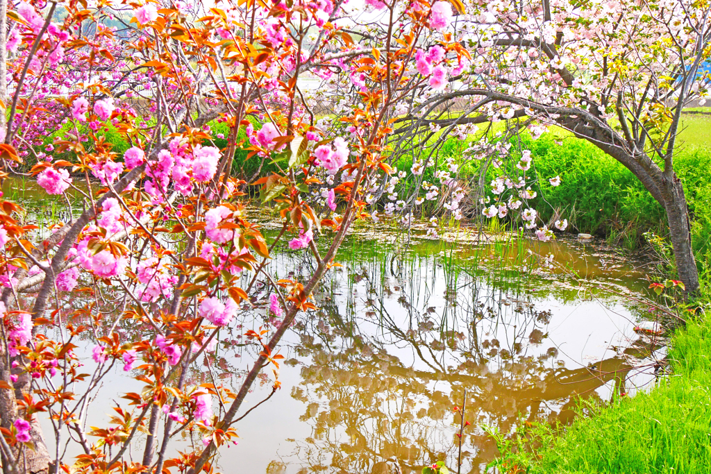 水辺の八重桜