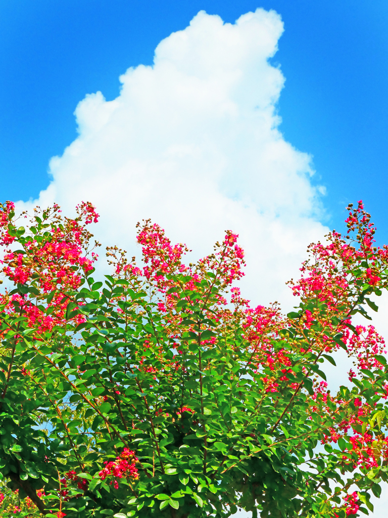 夏空